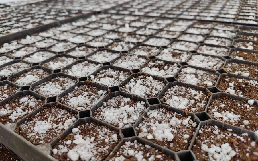 Более 15 миллионов деревьев вырастят в питомниках Нижегородской области в ближайшие три года